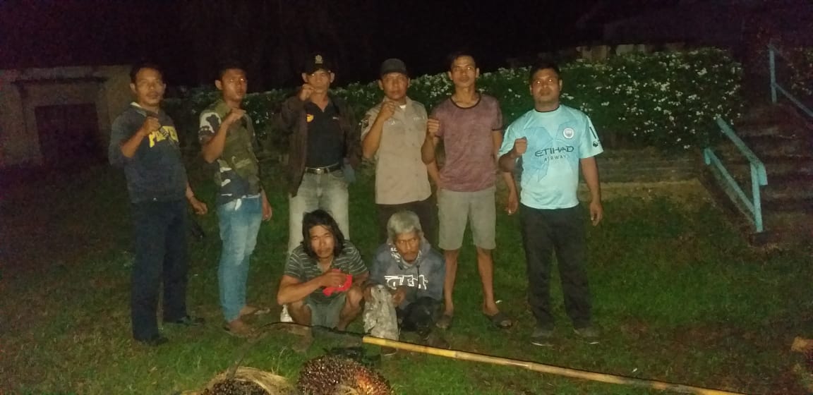 Menjelang Subuh PAM PTPN III KRPPT Tangkap Dua Pencuri Produksi