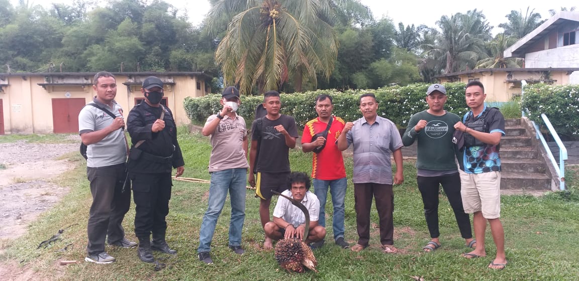 PAM PTPN III KRPPT Ringkus Pencuri Produksi