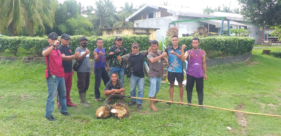 PAM PTPN III KRPPT Tangkap Pencuri Produksi,  Polres Labuhanbatu Belum Berhasil Tangkap AANG