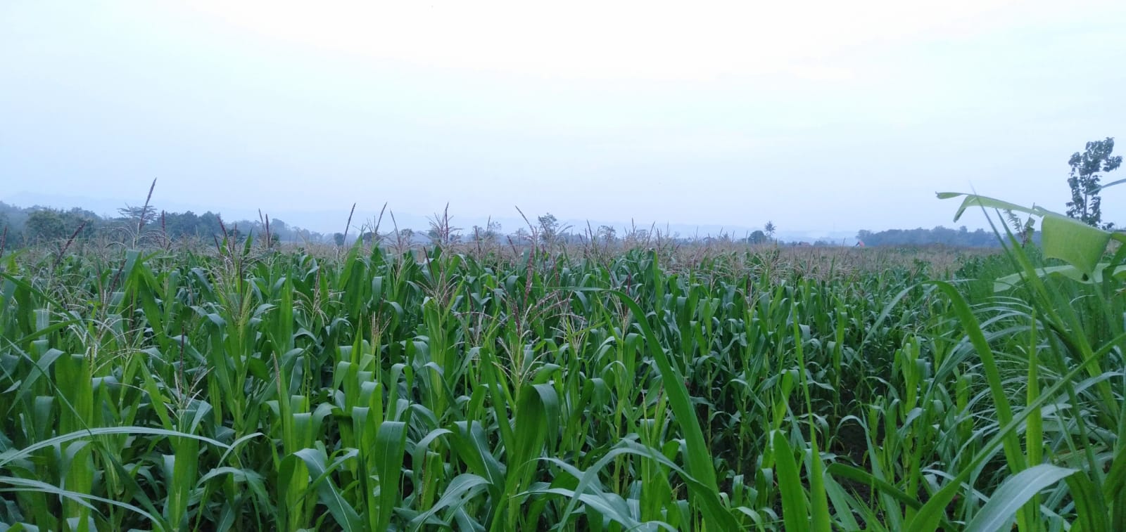 Korban PHK ini Pilih Pulang Kampung dan Bertani