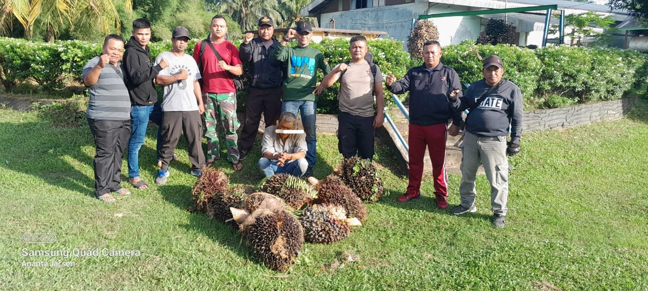 Terjadi Lagi, PAM PTPN III (Persero) KRPPT Amankan Pencuri Produksi