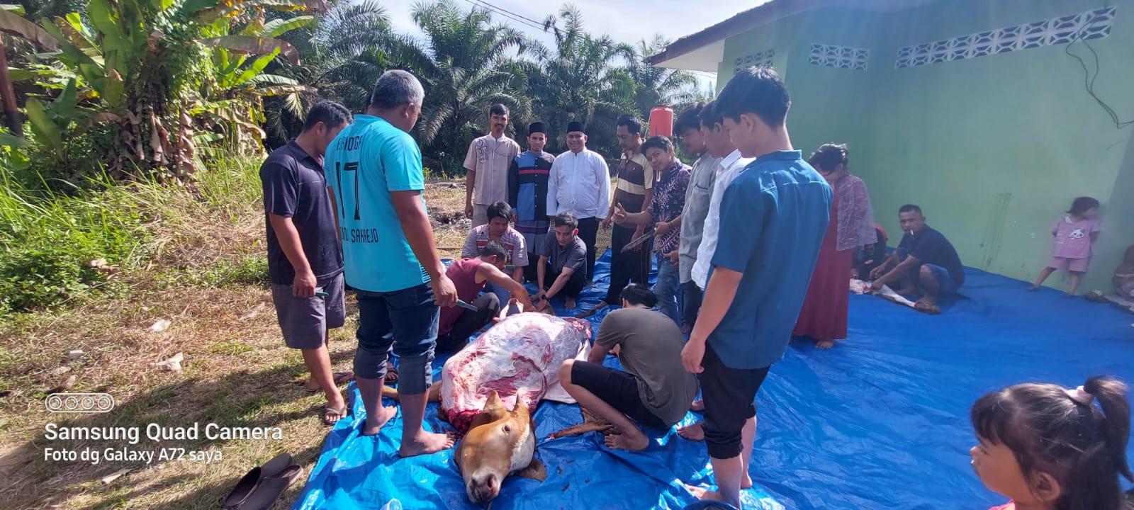 PT. MSB Aek Tinga Laksanakan Penyembelihan Hewan Kurban