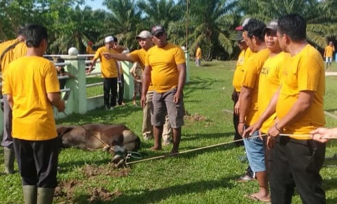 PTPN4 Sosa Sembelih 35 Ekor Hewan Kurban