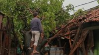 Hujan Lebat Disertai Angin Kencang Tumbangkan Pohon di Cikarang Selatan