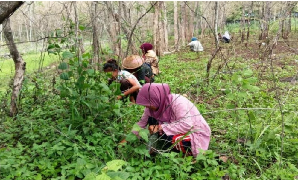 Berburu Enthung Jati, Tradisi Unik Warga Gunung Kidul