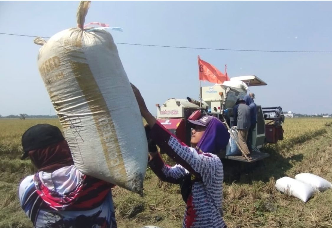 Panen Raya, Ini Harapan Petani Partai Buruh di Tambun Utara