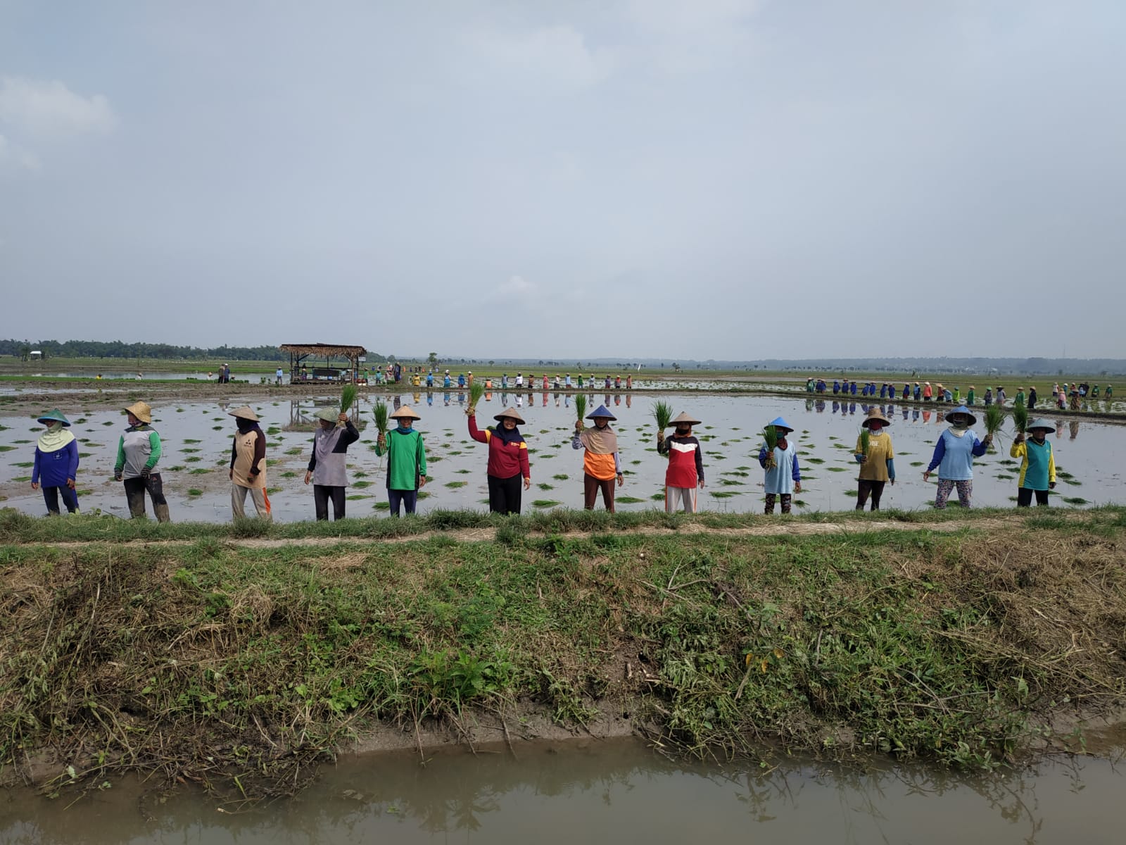 Bersama Partai Buruh, Mari Kembali ke Pertanian Alami