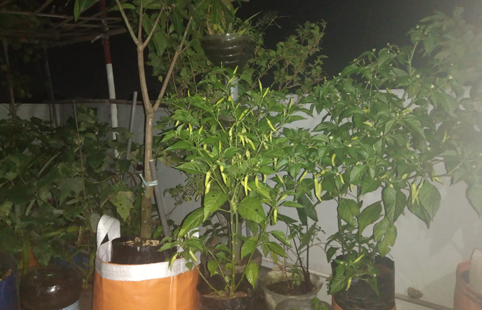 Tabulapot Menjadi Cara Menyalurkan Hobi Bercocok Tanam di Lahan Sempit