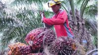 Ini Upah Pekerja Pemanen Kelapa Sawit Disalah Satu Perkebunan Swasta di Labuhanbatu Ini Upah Pekerja Pemanen Kelapa Sawit Disalah Satu Perkebunan Swasta di Labuhanbatu
