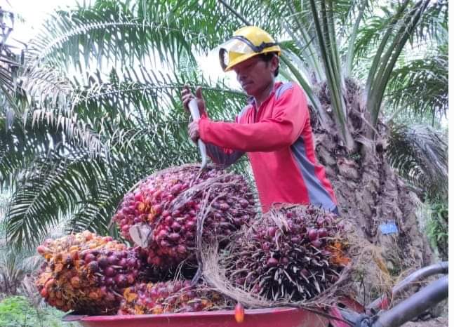 Ini Upah Pekerja Pemanen Kelapa Sawit Disalah Satu Perkebunan Swasta di Labuhanbatu