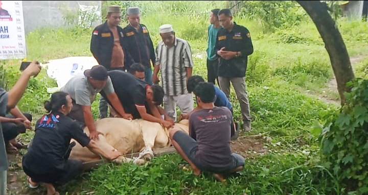 PPMI Sumut Sembelih Hewan Qurb