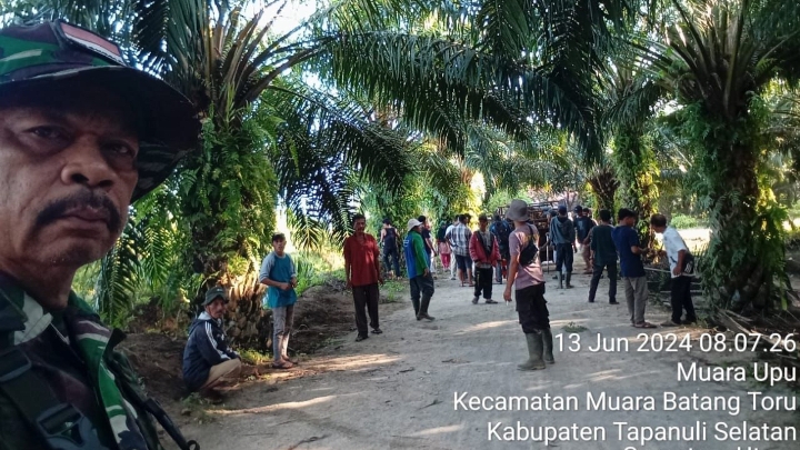 Diduga Sebagai Tindakan Balasan Atas Demo Buruh, Sekelompok Masyarakat Lakukan Pencurian Produksi PTPN.IV.R1.Muara Opu