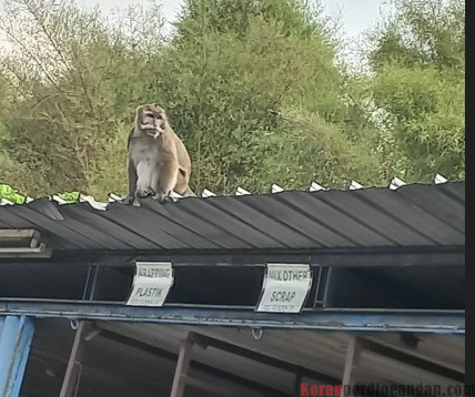 Terlihat Monyet Berkeliaran di Kawasan EJIP Cikarang Selatan