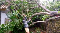Hujan Disertai Angin Kencang Akibatkan Pohon Rambutan Tumbang, Timpa Rumah Warga Banjar Hujan Disertai Angin Kencang Akibatkan Pohon Rambutan Tumbang, Timpa Rumah Warga Banjar