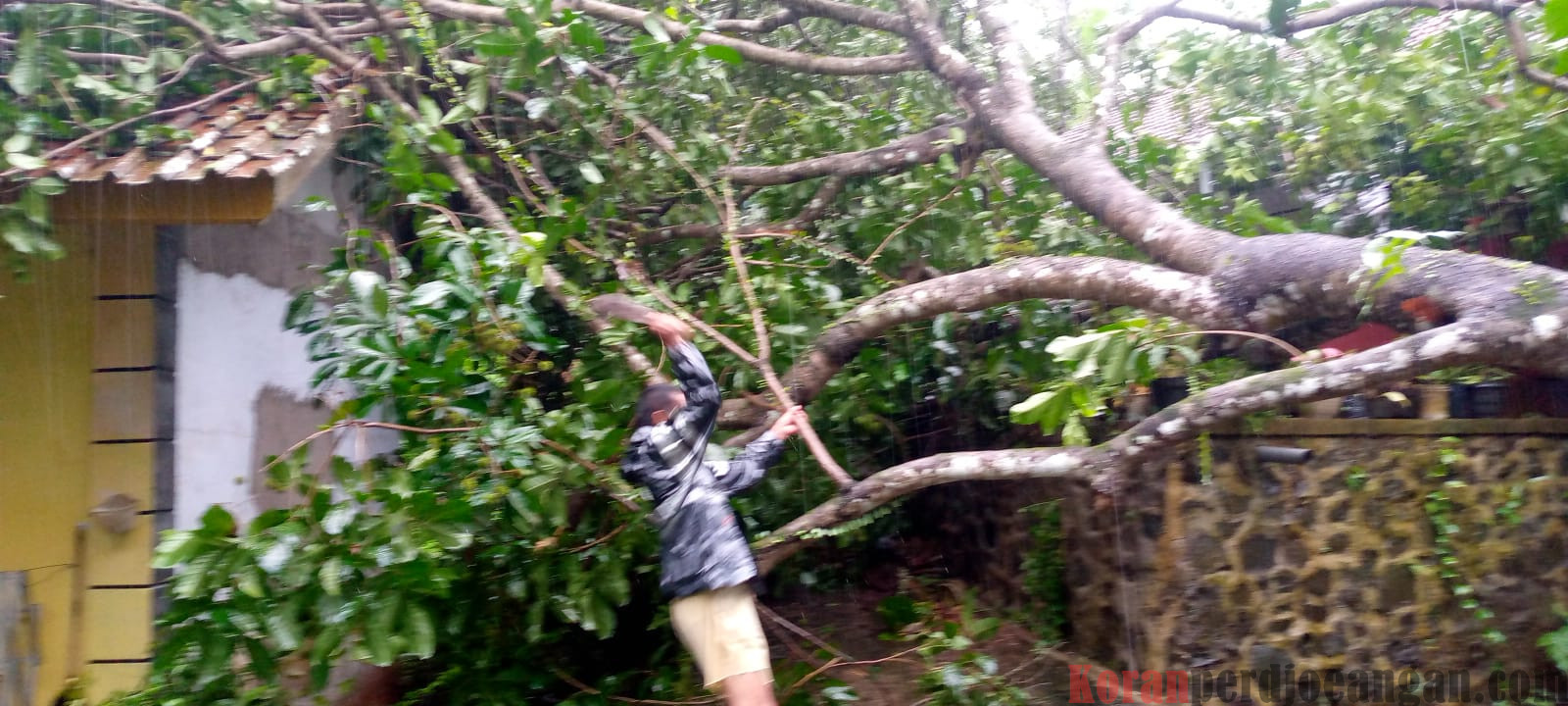 Hujan Disertai Angin Kencang Akibatkan Pohon Rambutan Tumbang, Timpa Rumah Warga Banjar