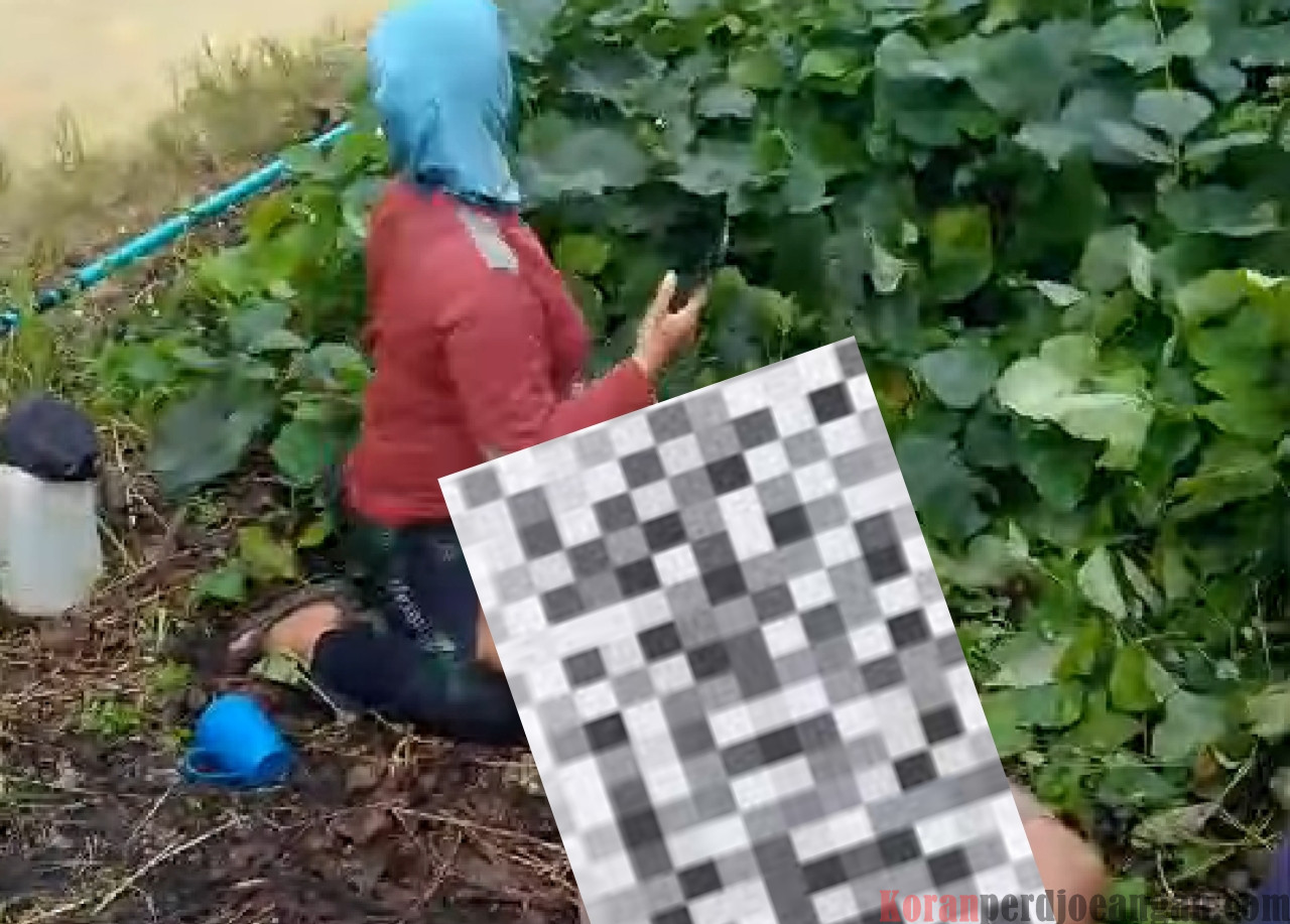 Seorang Pemanen PT. Adei Meninggal Dunia, Diduga Akibat Tersengat Listrik