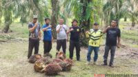 Polres Labuhanbatu dan Labusel Gagal Menegakkan Hukum, Pencuri Kelapa Sawit Merajalela Polres Labuhanbatu dan Labusel Gagal Menegakkan Hukum, Pencuri Kelapa Sawit Merajalela