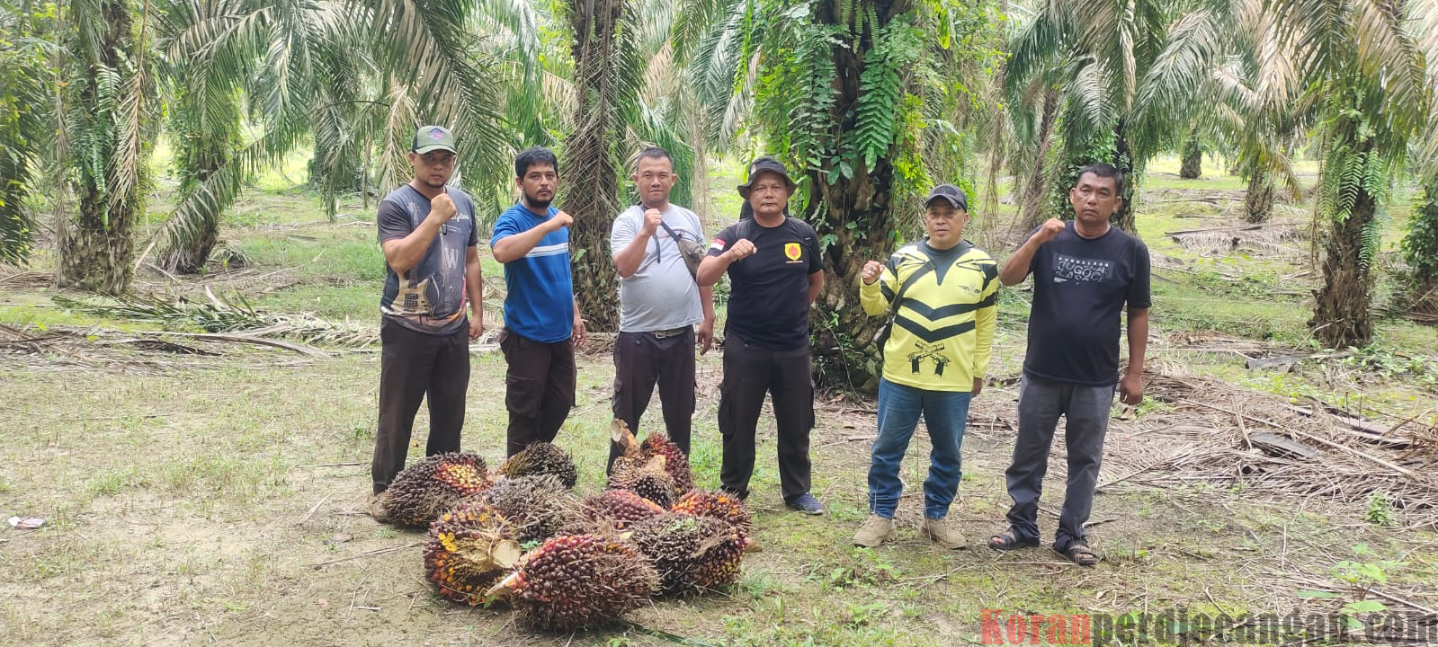 Polres Labuhanbatu dan Labusel Gagal Menegakkan Hukum, Pencuri Kelapa Sawit Merajalela