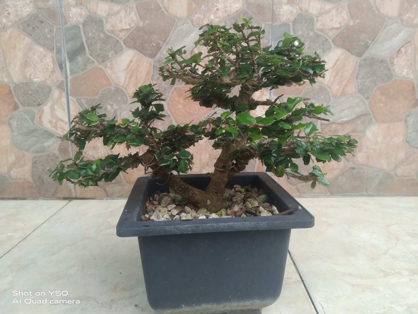 Seni Membentuk Pohon Miniatur yang Memukau