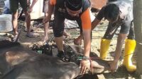 Sambut Hari Raya Idul Adha 1446 H, Partai Buruh Kota Bekasi Sembelih 1 Hewan Qurban