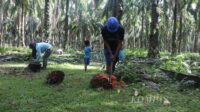 Sawit, Keringat, dan Air Mata, Ketika Keluarga Ikut Memikul Derita Perkebunan