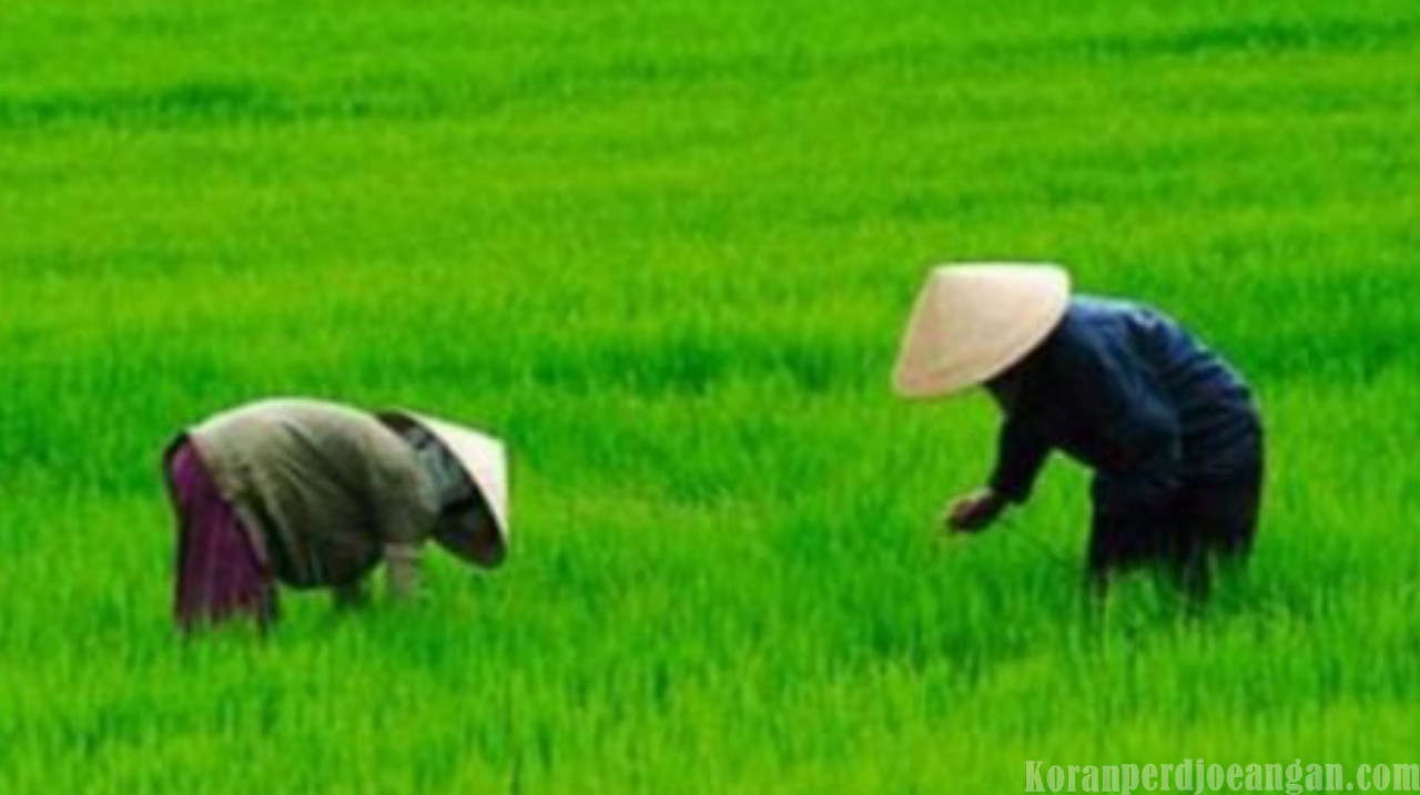 Begini Cara Bupati Purwakarta Ajak Anak Muda Bertani dan Tujuannya