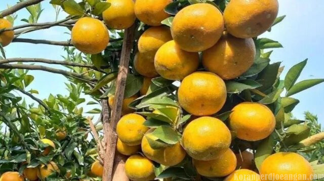 Daftar 10 Makanan Efektif Jaga Sistem Kekebalan Tubuh