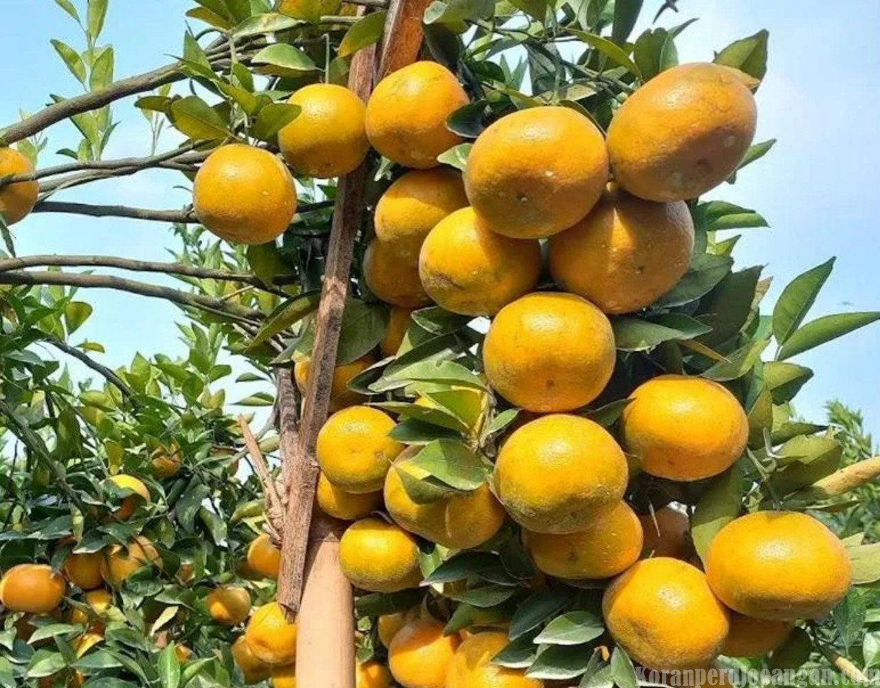 Daftar 10 Makanan Efektif Jaga Sistem Kekebalan Tubuh