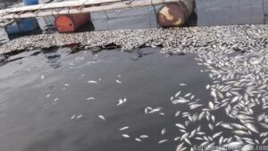 Hujan Deras Berhari-hari, Puluhan Ton Ikan KJA Waduk Jatiluhur Mati Mendadak