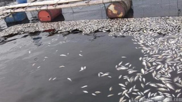 Hujan Deras Berhari-hari, Puluhan Ton Ikan KJA Waduk Jatiluhur Mati Mendadak