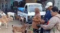 Kesetaraan Gender di Pedesaan, Peran Perempuan sebagai Blantik Kambing dan Sapi