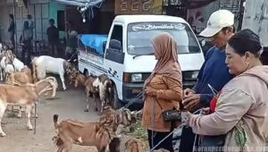 Kesetaraan Gender di Pedesaan, Peran Perempuan sebagai Blantik Kambing dan Sapi