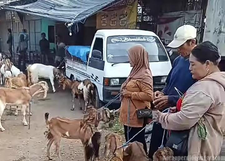 Kesetaraan Gender di Pedesaan, Peran Perempuan sebagai Blantik Kambing dan Sapi