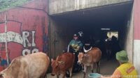 Terowongan Sapi Jadi Jalur Pintas Berbahaya di Bekasi Terowongan Sapi Jadi Jalur Pintas Berbahaya di Bekasi