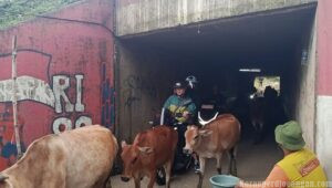 Terowongan Sapi Jadi Jalur Pintas Berbahaya di Bekasi