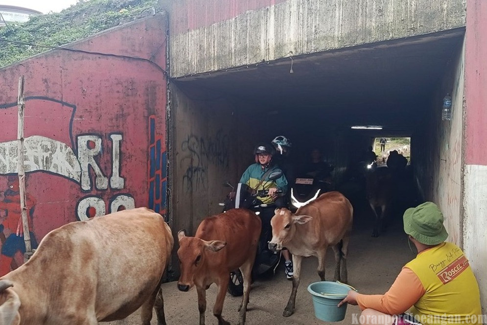 Terowongan Sapi Jadi Jalur Pintas Berbahaya di Bekasi