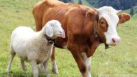 Bukan Sekadar Ritual, Pangkornas Garda Metal: Hewan Qurban adalah Kendaraan Kita Menuju Surga