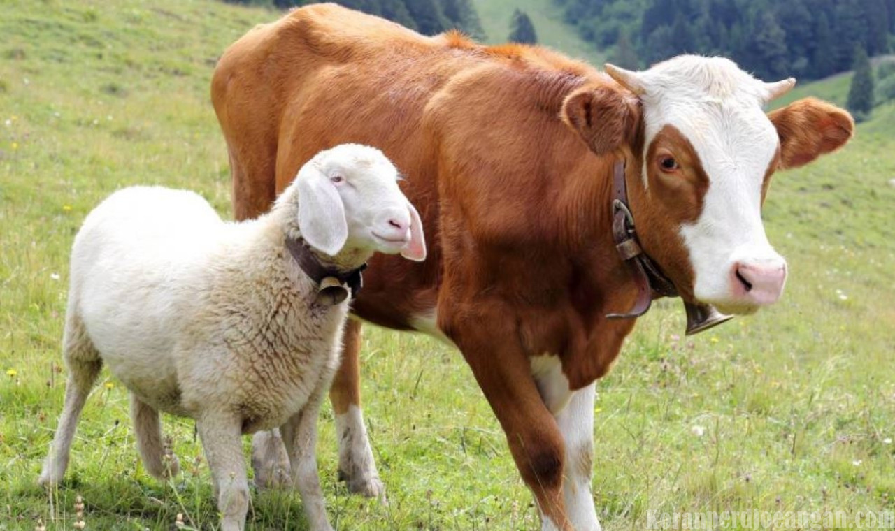 Bukan Sekadar Ritual, Pangkornas Garda Metal: Hewan Qurban adalah Kendaraan Kita Menuju Surga