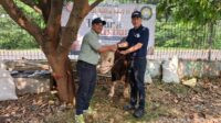 Manajemen PT. Enkei Indonesia Serahkan Sapi Kepada Panitia Qurban Manajemen PT. Enkei Indonesia Serahkan Sapi Kepada Panitia Qurban