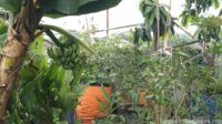Manfaatkan Lantai 2 untuk Berkebun, Sekretaris PUK SPLP FSPMI Marsol Ciptakan Ruang Hijau Produktif Manfaatkan Lantai 2 untuk Berkebun, Sekretaris PUK SPLP FSPMI Marsol Ciptakan Ruang Hijau Produktif