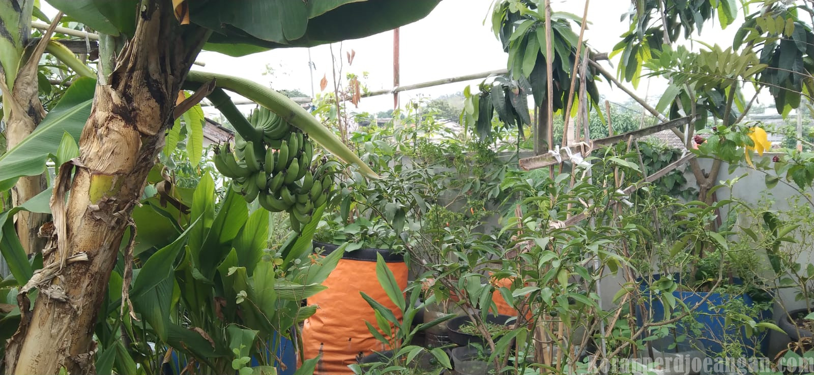Manfaatkan Lantai 2 untuk Berkebun, Sekretaris PUK SPLP FSPMI Marsol Ciptakan Ruang Hijau Produktif