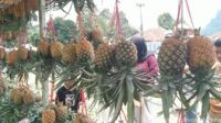 Menikmati Manisnya Nanas Subang, Ikon Buah yang Tak Pernah Kehilangan Pesona