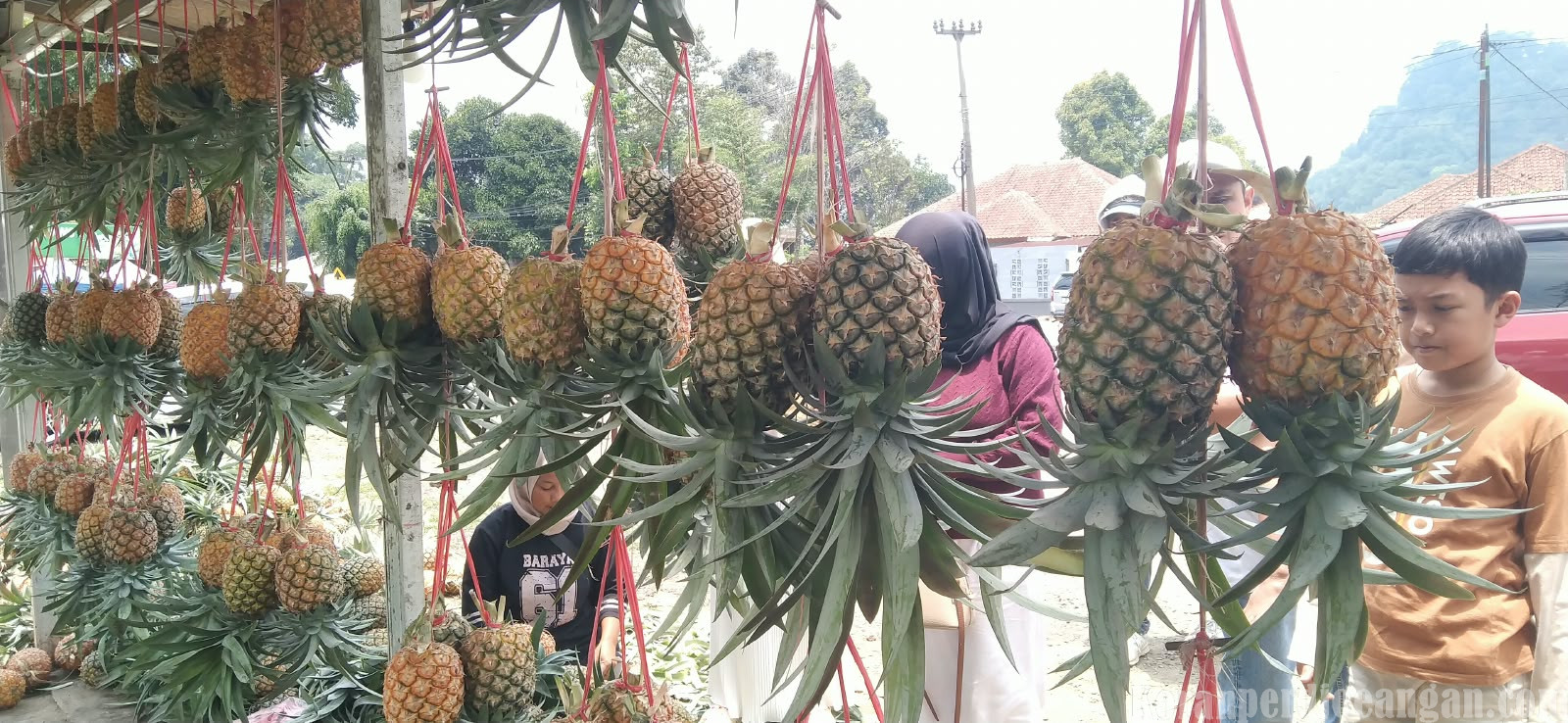 Menikmati Manisnya Nanas Subang, Ikon Buah yang Tak Pernah Kehilangan Pesona
