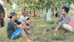 Siap-Siap! Bang Jali Grape Buka Wisata Petik Anggur Pertengahan November, Buruh Kreatif Bangun Ekonomi Keluarga
