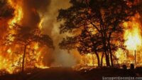 Hutan yang Menangis